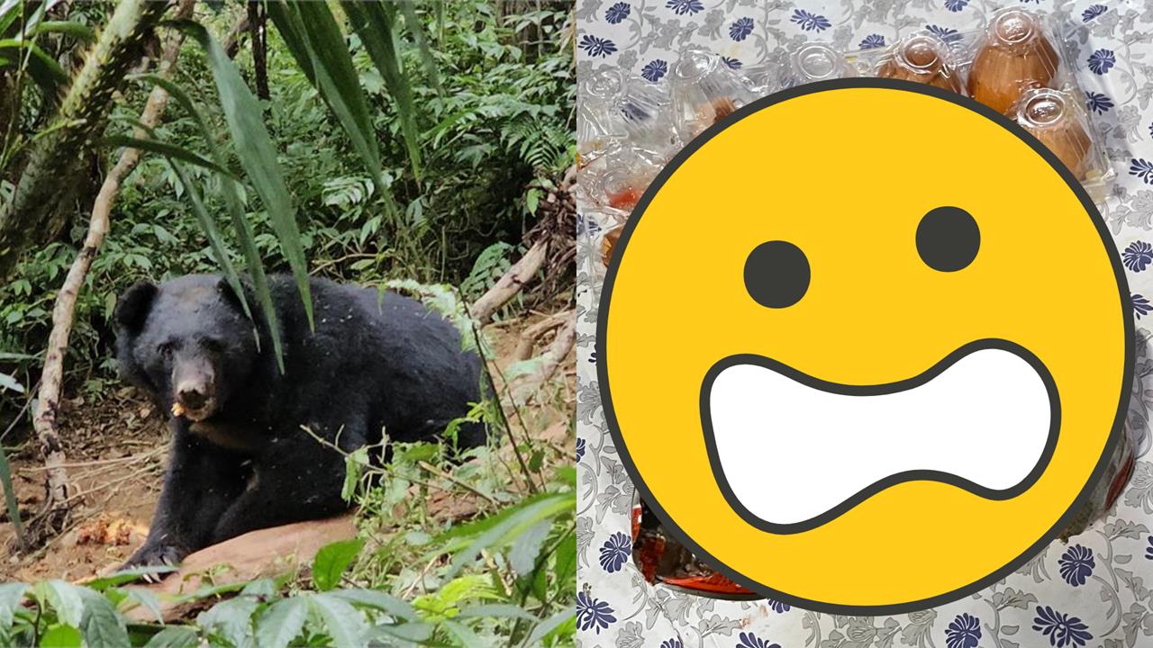 台灣黑熊「直衝阿里山部落」找食物!「翻冰箱、開罐頭」現場破壞照曝光