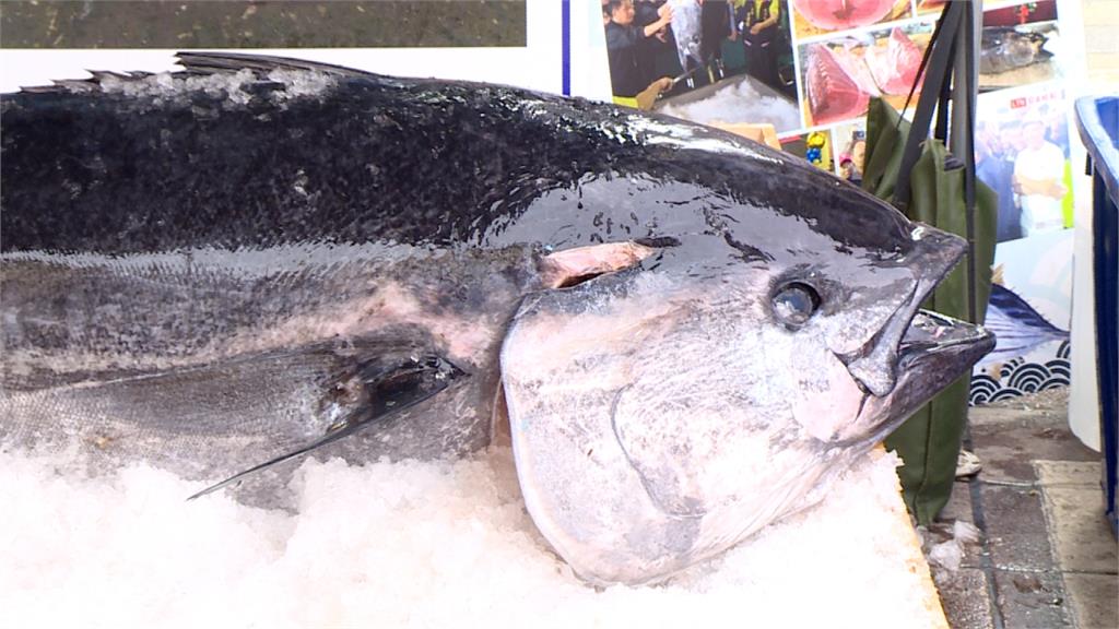 鮪魚外銷轉內銷價跌 強制性休漁聲浪起