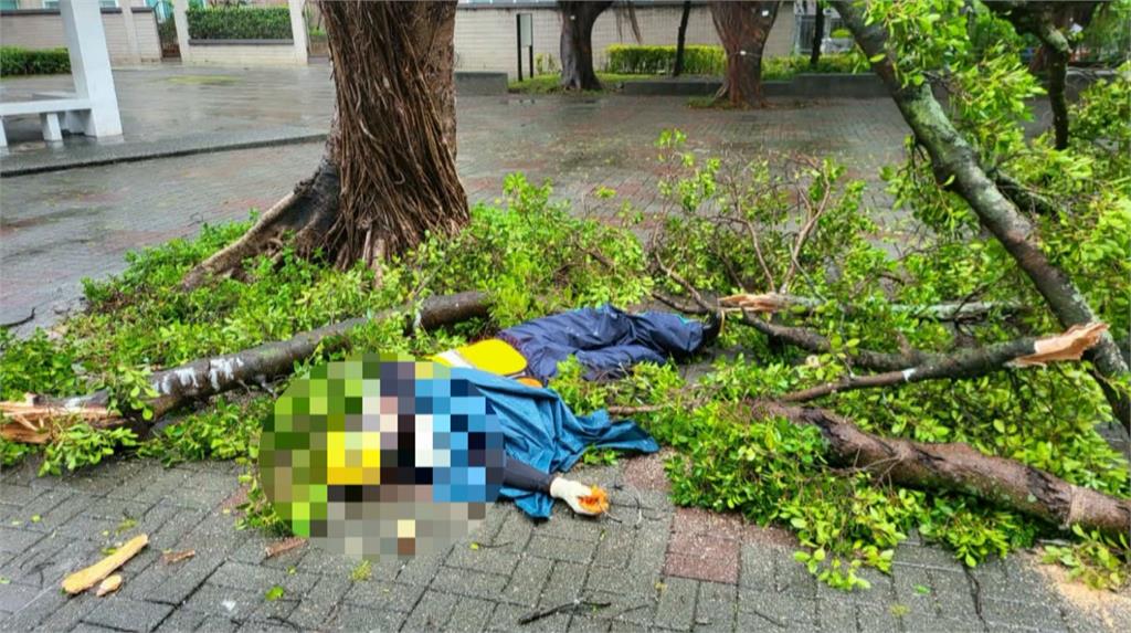 北投一日數起路樹倒塌！　公園處同仁被壓傷幸無大礙