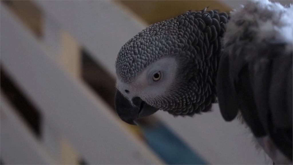 人類飼養需求釀灰鸚鵡生存危機　保育團體籲跨國合作打擊走私