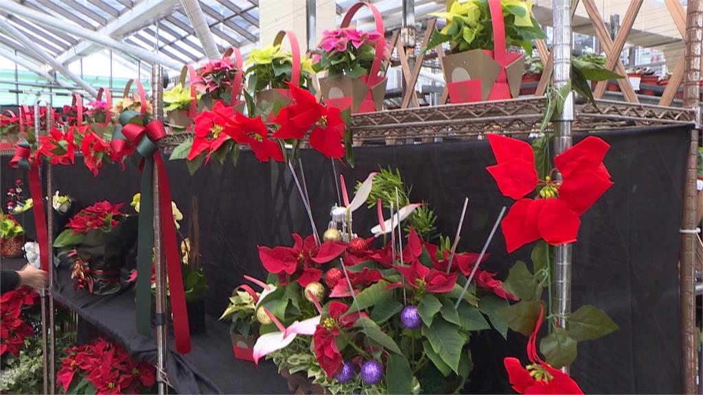 耶誕節將至！花市推繽紛聖誕紅、台式旺德福