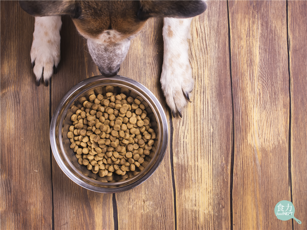 有穀跟無穀的飼料差在哪裡？毛小孩會因為穀類過敏嗎？