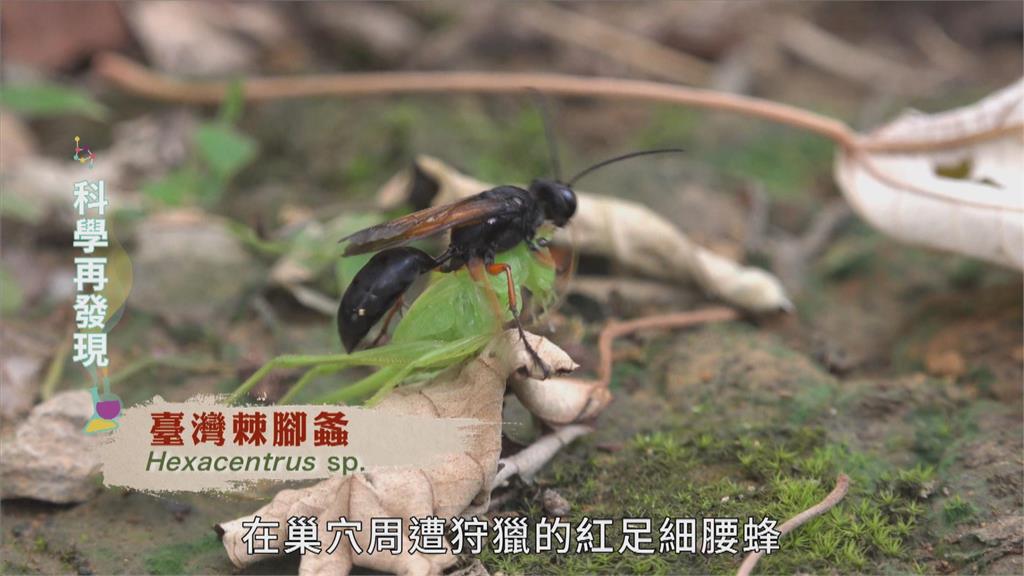 自然生物演化　狩獵蜂精準狩獵技巧