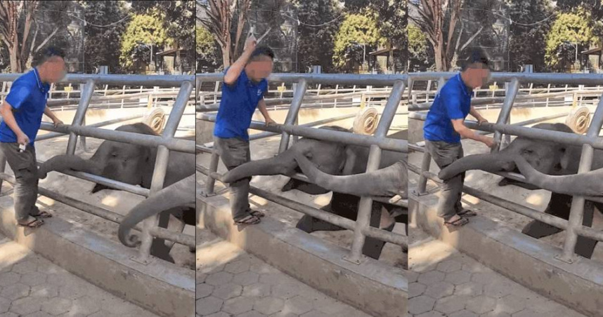 動物園飼養員拿金屬鎖「毆打小象」園方稱:嚇嚇牠 挨轟才認錯道歉