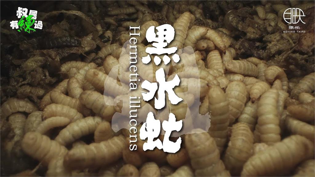 農牧廢棄物最強清道夫！黑水虻吃廚餘變肥料　「化廢為寶」助永續發展