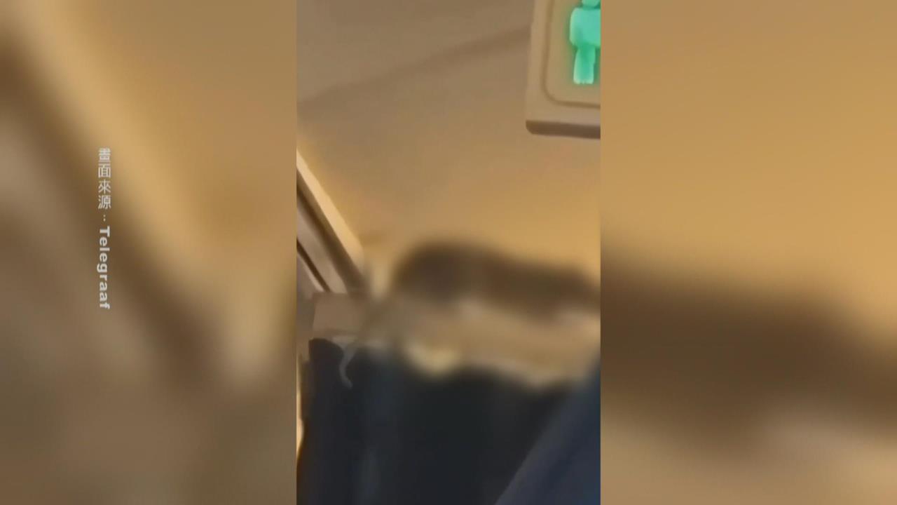 嚇「鼠」！荷蘭皇家客機驚現大老鼠　回程取消影響逾250旅客