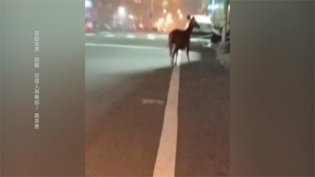 彰化市區神獸出沒　巨型水鹿逛大街險遭撞