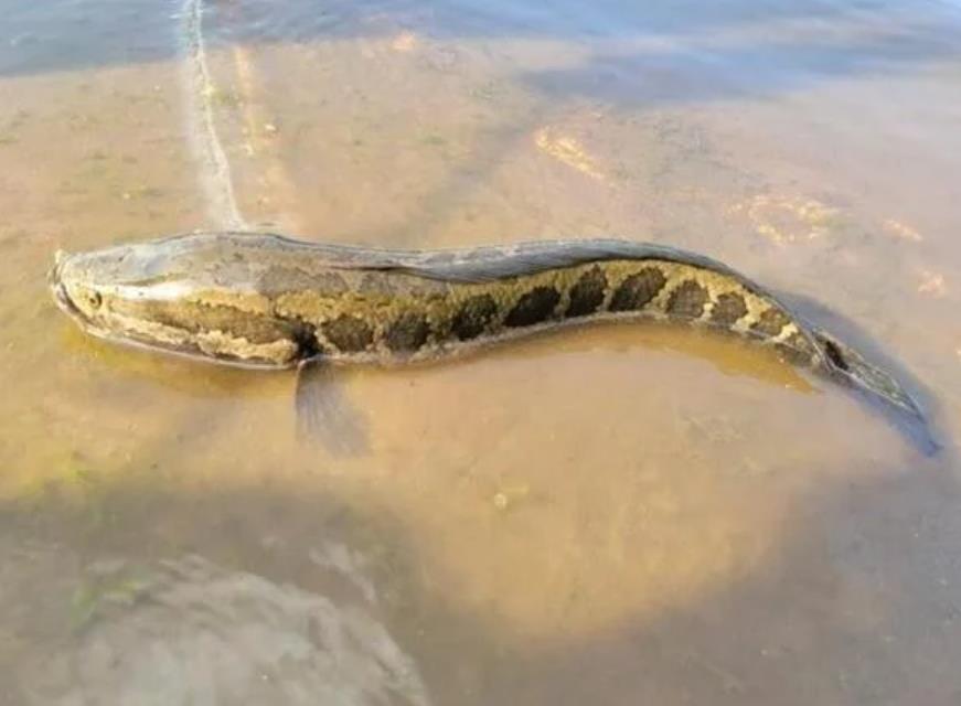 快新聞／到底是蛇還是魚？美國密蘇里州驚現「蛇頭魚」　官方建議看到就殺