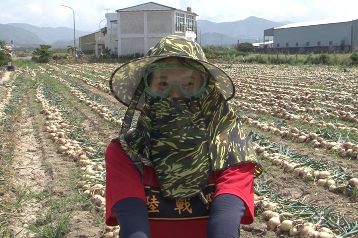 洋蔥田最美風景！陸戰隊幫採收逾20年