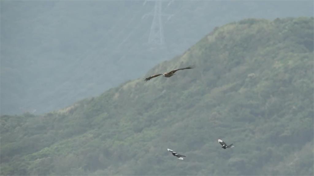 黑鳶、喜鵲空中爭食大戰 喜鵲竟撂鳥壯聲勢？