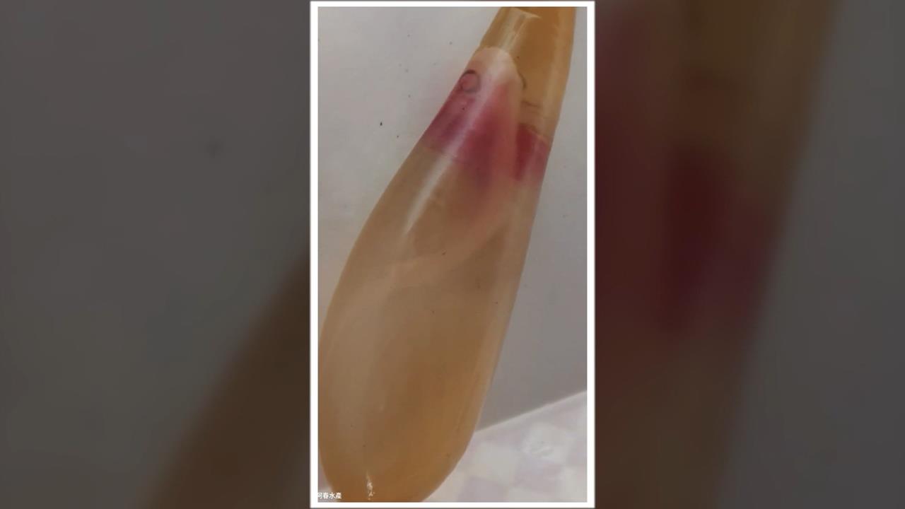 罕見! 長尾鯊遭捕獲"肚裡驚見活寶寶" 專家:存活率不到萬分之一