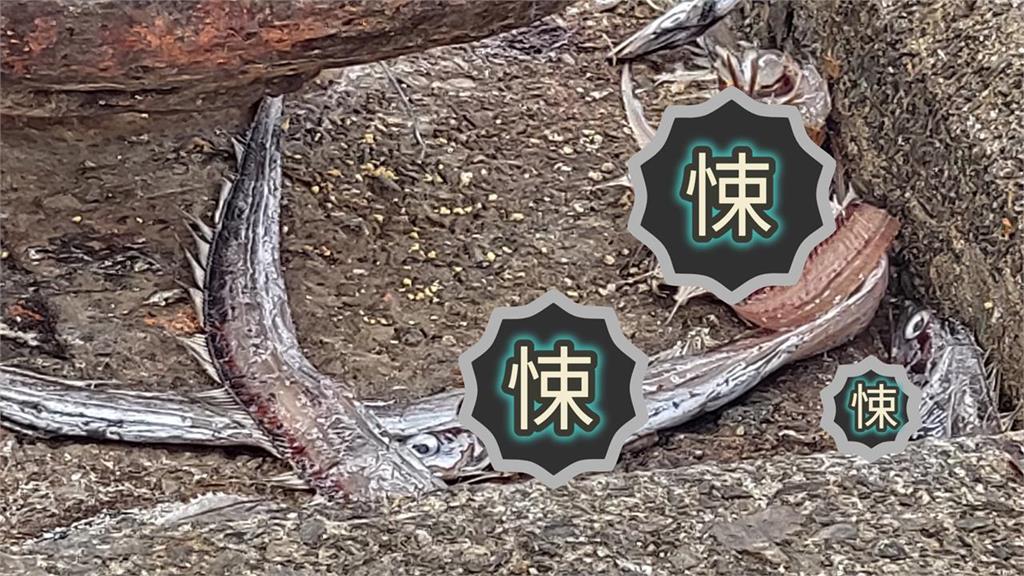 八斗子漁港驚現「超肥巨型蜂群」啃食魚屍！專家警：別靠近是「肉食性」物種