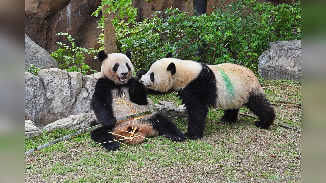 中日緊張升溫旅遊心情不減 中民眾仍愛去日本玩