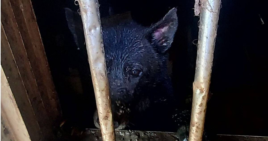 6犬關山上空屋每天活在糞水中「連乾淨水都沒得喝」惡劣飼主遭開罰