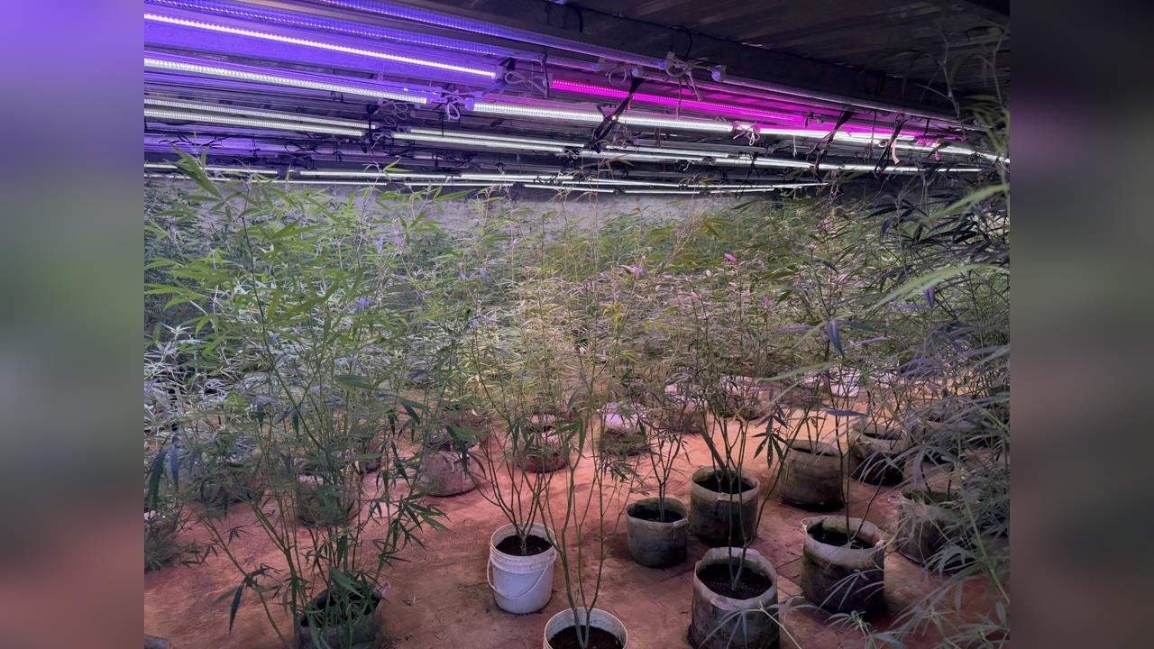 新北石門藏大麻溫室！父子種毒網路販售　共5人遭收押起訴