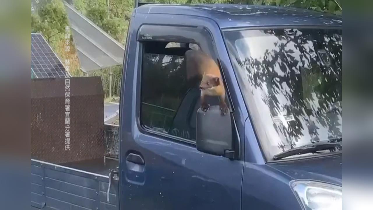 超級可愛！太平山「黃喉貂」兩度鑽進貨車　網笑：大膽貂民