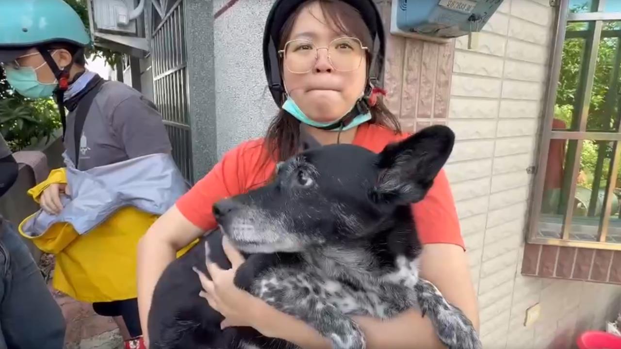 12歲米克斯「陳美琪」找到了！三和村民尋獲　飼主落淚諾「會給50萬獎金」