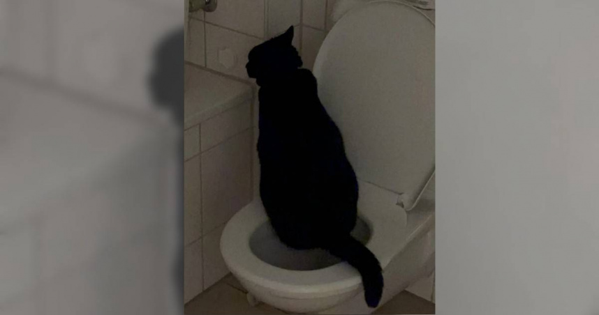 馬桶多年懸案兇手竟是牠　飼主傻眼：不會沖水也學人用廁所