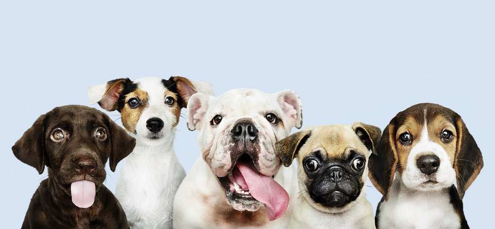桃園動保處3月開設免費狂犬病疫苗接種站　時間、地點曝