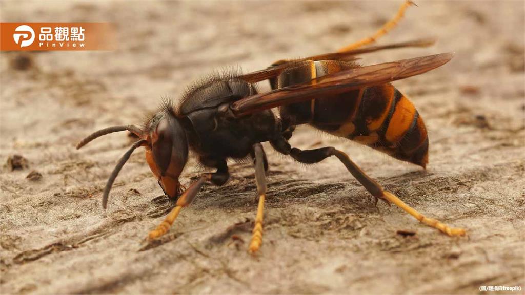 苗栗男除草遭虎頭蜂狂螫20處！呼吸困難插管急救