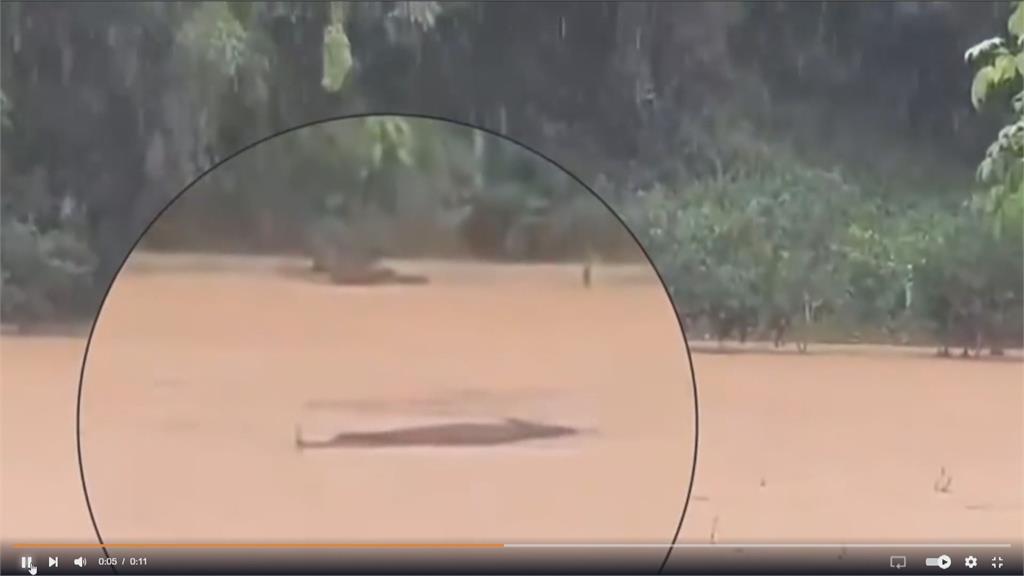 廣東暴雨！養殖場淹大水　4鱷魚趁機落跑