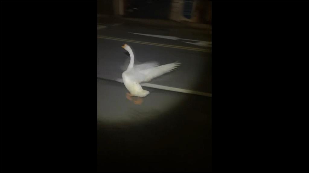 鵝、鴨半夜街上遊蕩　3警包夾圍捕　直呼「比抓嫌犯還困難」