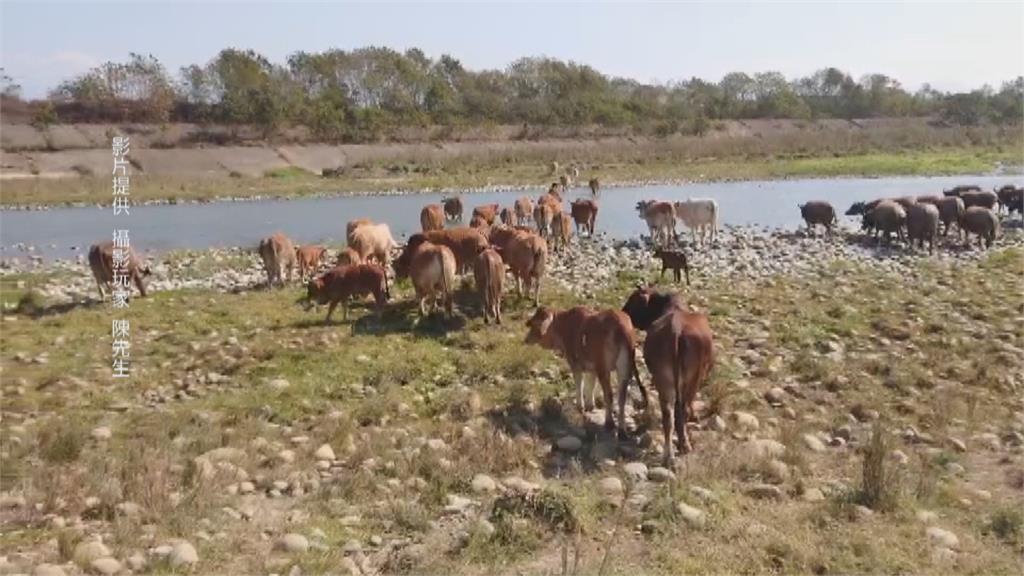 放養牛群需先申請 中彰非洲草原「牛群過溪」恐成絕響