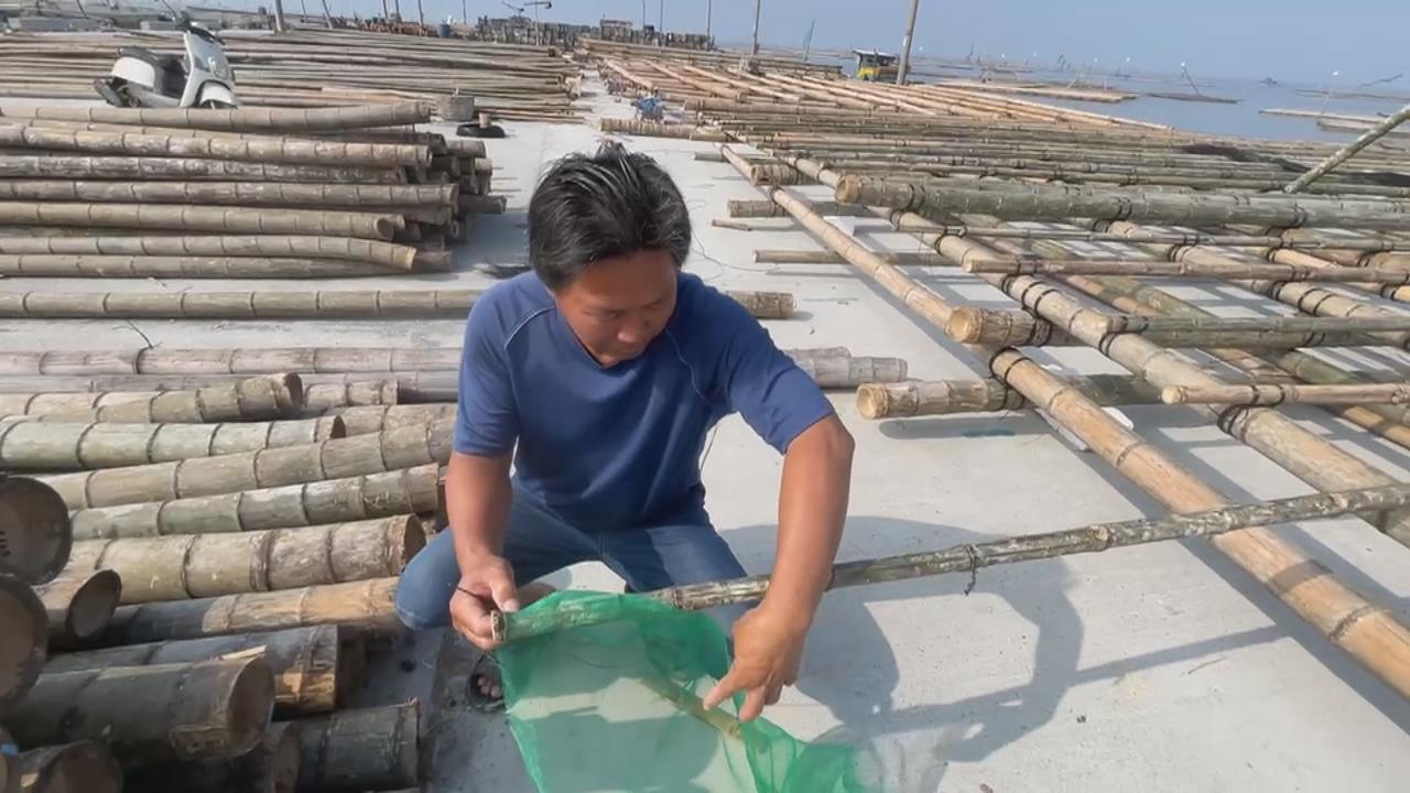 鳳凰颱風來勢洶洶! 東石蚵農「固定棚架」盼減少災損
