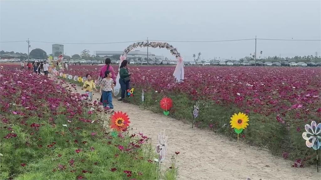 屏東南州郊蓮霧嘉年華　4公頃3D花海美翻打頭陣吸人潮