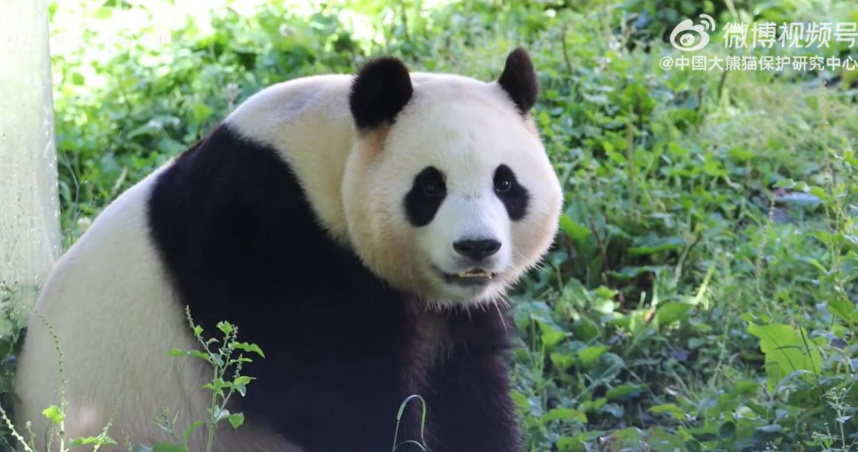 大熊貓 「福寶」有望回韓！　南韓政府：和她男友一起來光州