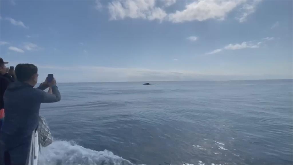 萬里桐近海出現大翅鯨　遊客驚呼連連