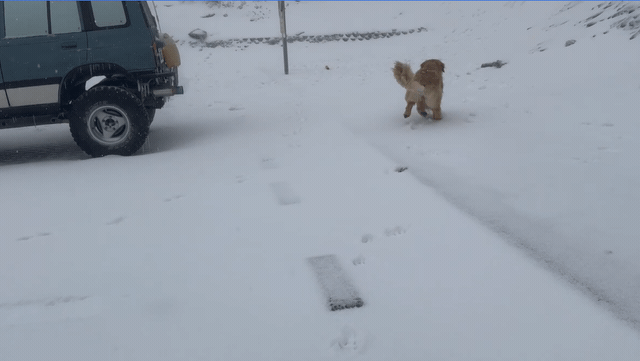 快新聞／合歡山降3月雪！黃金獵犬嗨翻狂奔還吃雪　「雪地印超萌狗掌」畫面曝