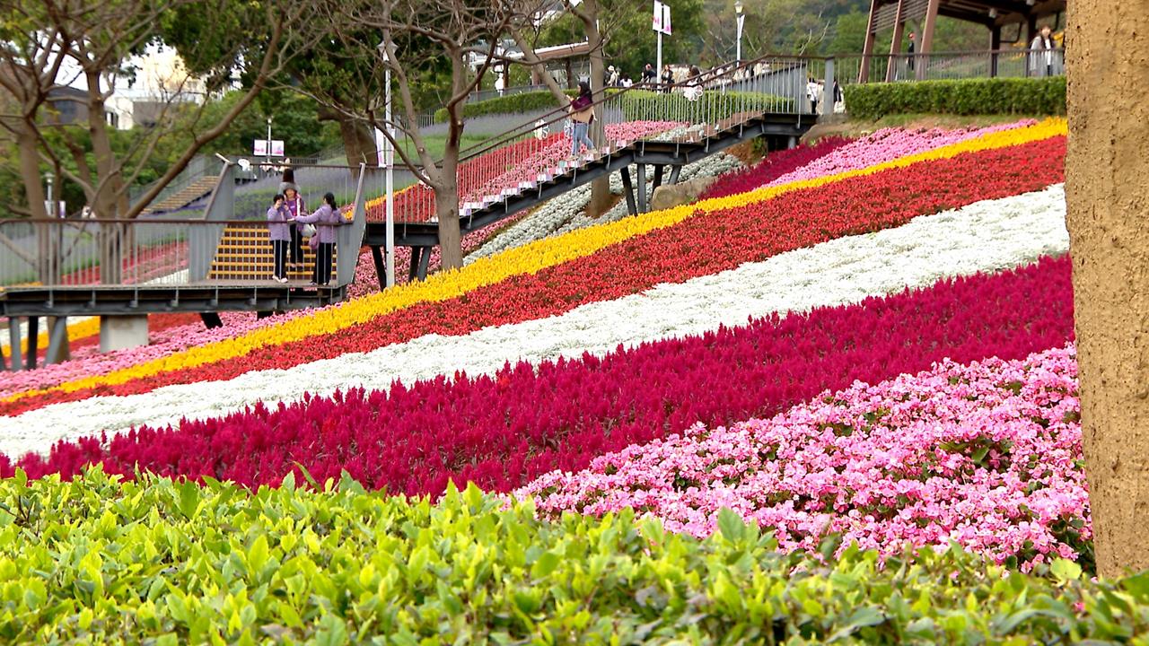 台版富良野！三層崎公園花海　16萬盆花盛放吸民眾參觀