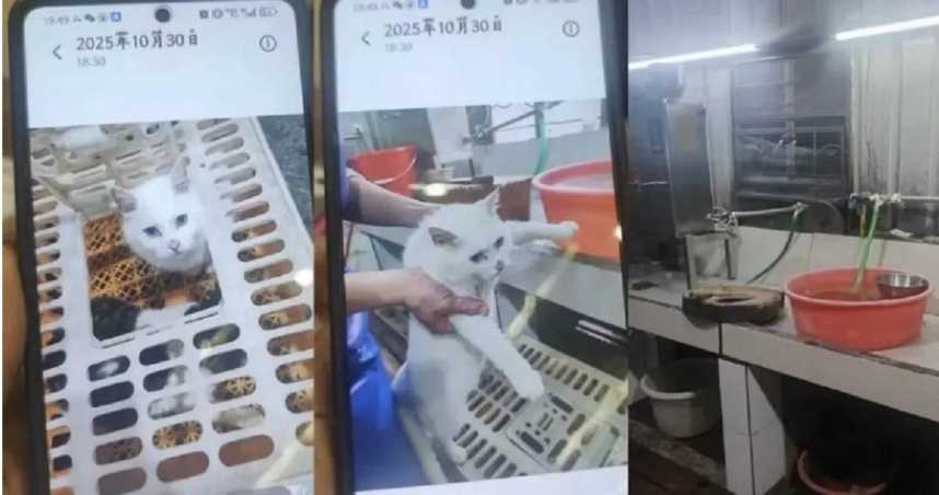 黑心餐廳拿活貓入菜！被控現場宰殺後煲湯　當局急查勒令停業