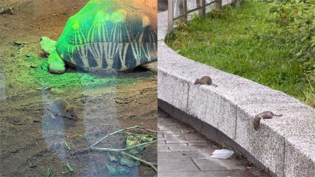 「安鼠之亂」延燒！動物園才爆鼠蹤　捷運周遭又見老鼠逛大街