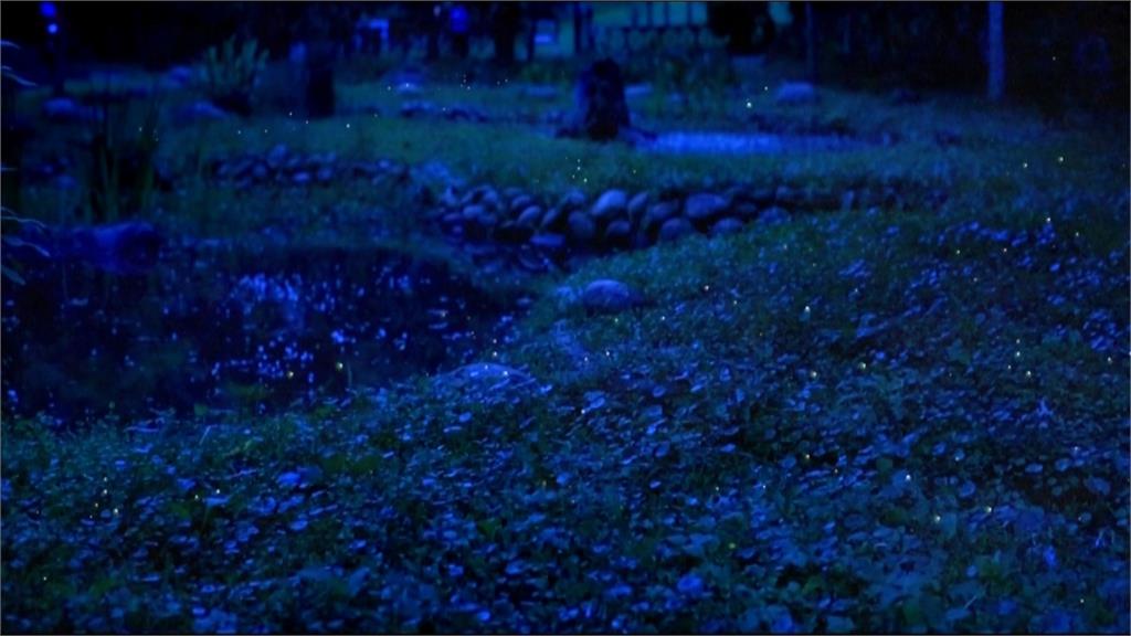 三義忘憂谷賞螢秘境 堪稱陸地版 「藍眼淚」