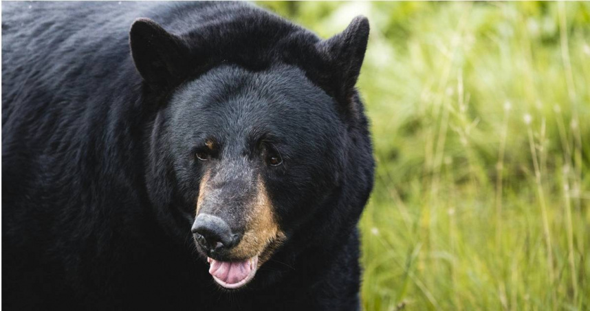 日本新潟驚傳黑熊入侵公司倉庫!5員工及時逃脫未釀死傷