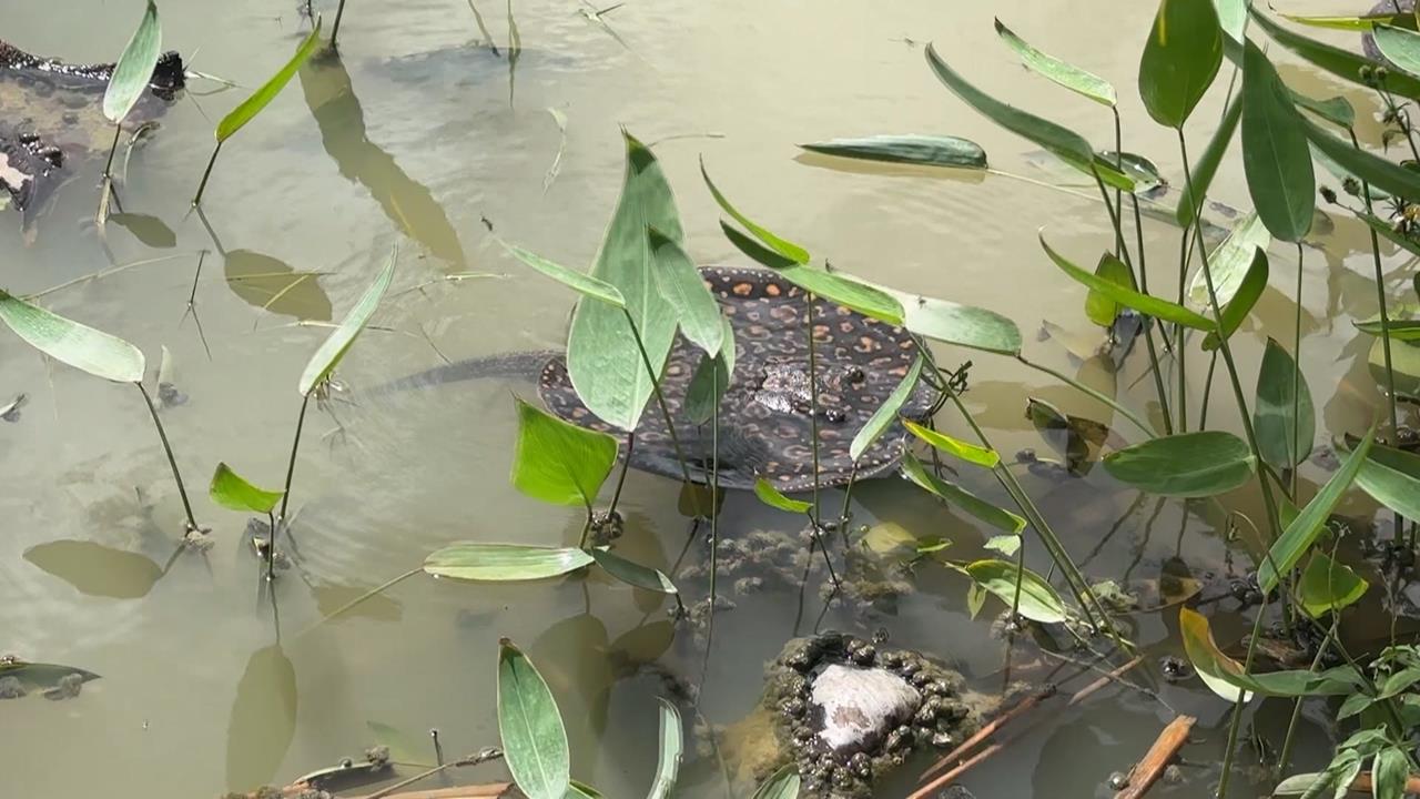 獨／高雄澄清湖旁池塘出現大量魟魚　疑被人惡意棄養　最高可罰15萬