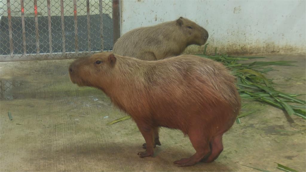 壽山動物園12/16重新開門見客　首度引進超卡哇伊「水豚君」