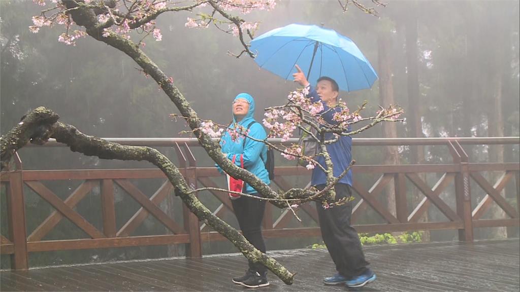 疫情衝擊阿里山賞櫻人潮 住房率跌破剩一成  