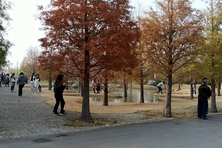 張榮味家落羽松成網紅景點 遊客多到塞車