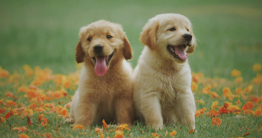 12生肖本周運勢 屬虎者鴻運當頭、屬鼠者小心荷包