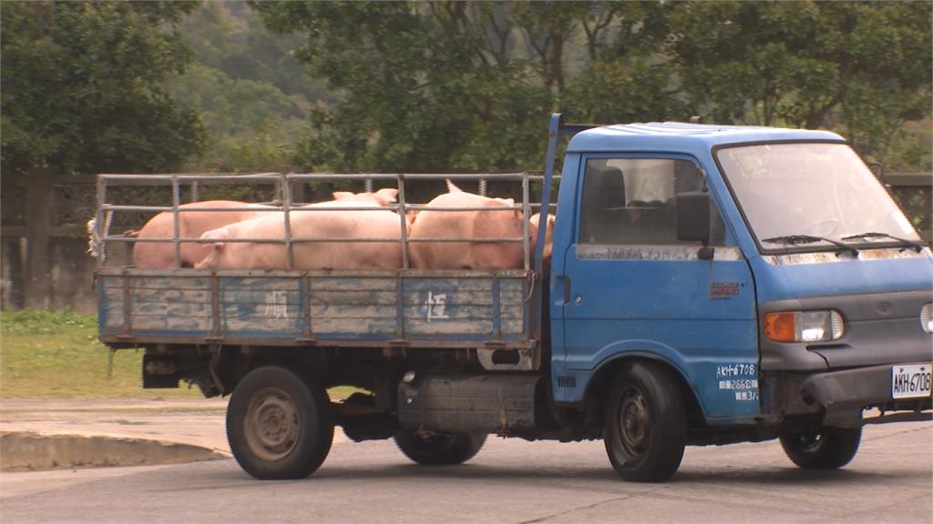 持續保護台灣豬！農委會模擬演練非洲豬瘟疫情爆發