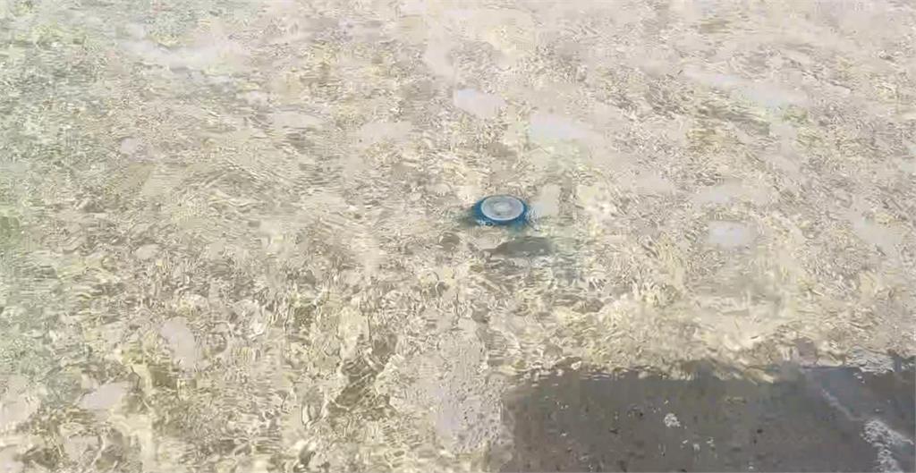 熱浪來襲！海水溫度上升催生　澎湖海域水母好發季