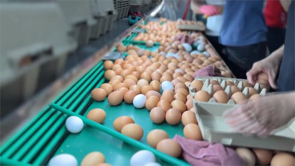 國內雞蛋供應仍有缺口　開學後可能缺蛋？農業部回應了