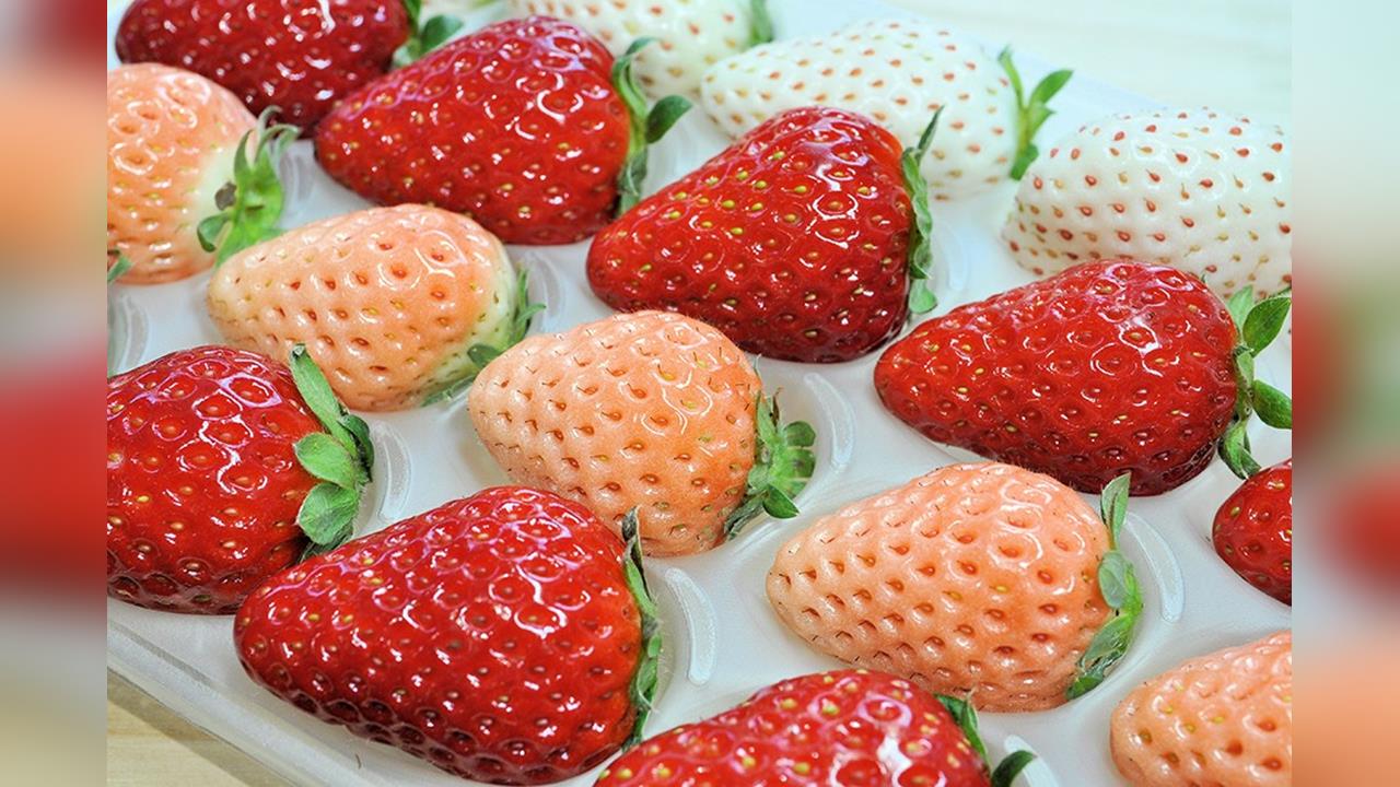 紐約客也愛吃！日本草莓大又甜　栃木縣改良品種加強行銷海外