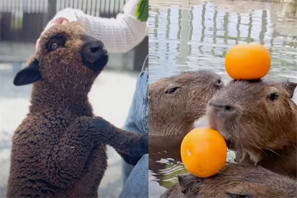 可愛動物投毒犯是「張美阿嬤農場」小兒子　粉專被灌爆怒切割：他是巨嬰