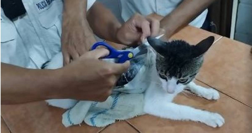 貓成運毒工具？哥斯大黎加獄警捕獲黑白貓　背上竟綁大麻與海洛因逾300克