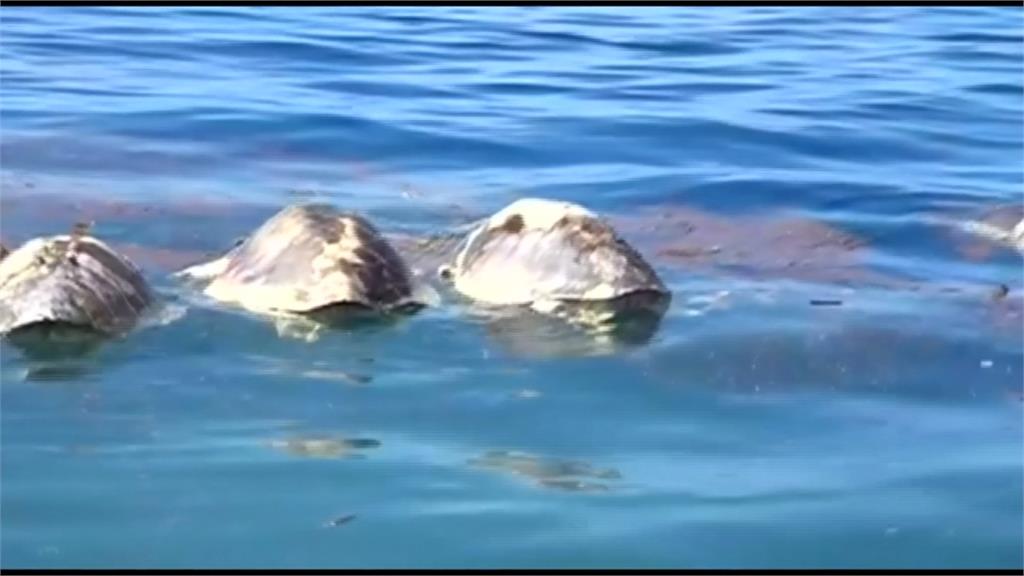 瀕危物種再受衝擊 300隻海龜遭漁網困住死亡