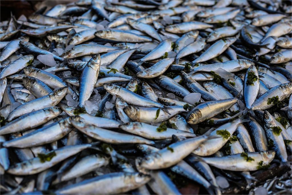 中國大連漁業公司強迫勞動　漁產遭美國下令扣押